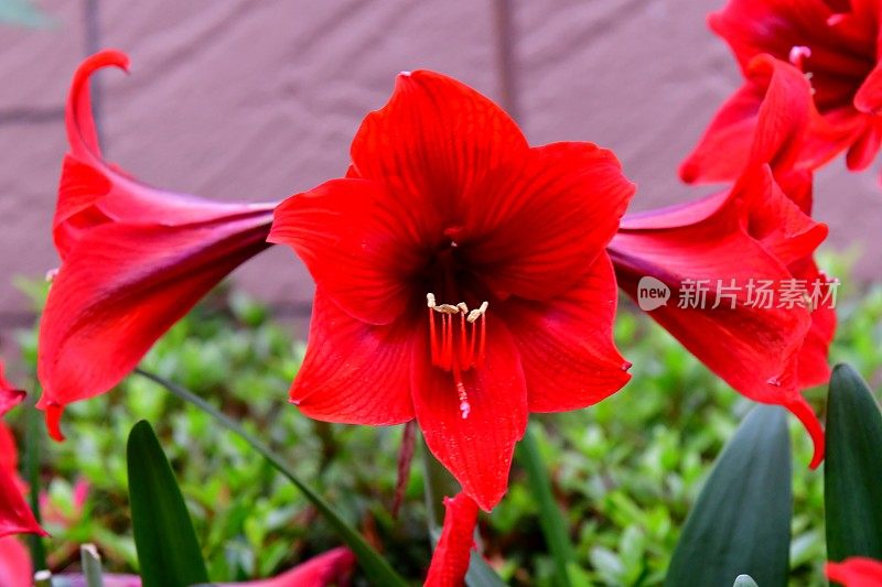 Hippeastrum /孤挺花